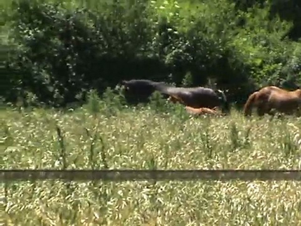 BRUME DE DRULHET J+24