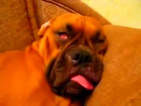 0307 - Une belle tronche de chien