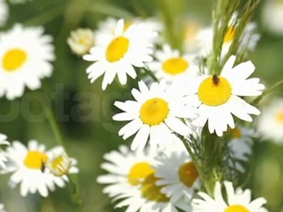 Camomile flowers footage_007789