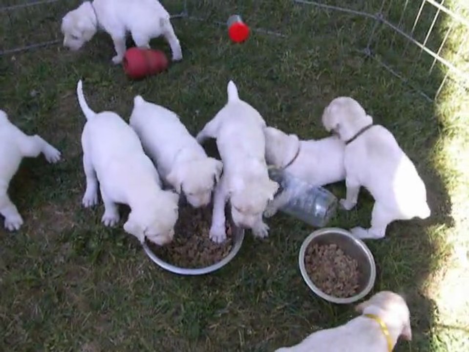 Chiots Braques du Bourbonnais à 4 semaines