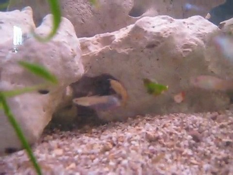 pseudotropheus socolofi