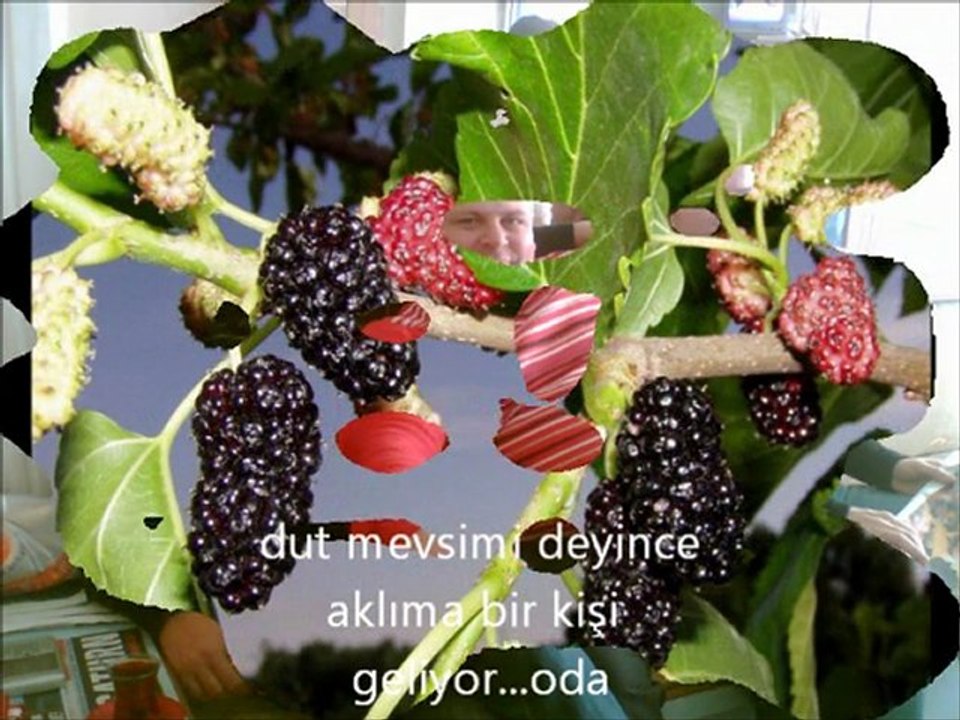 NAİM ORKAN