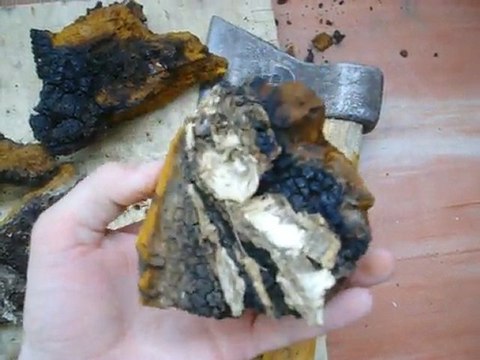 siberian chaga mushroom