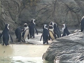 Des manchots au Croisic (Ocearium)