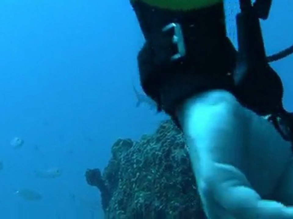 requin au seychelles 2011
