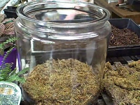Creating a Indoor Terrarium Garden Part 1