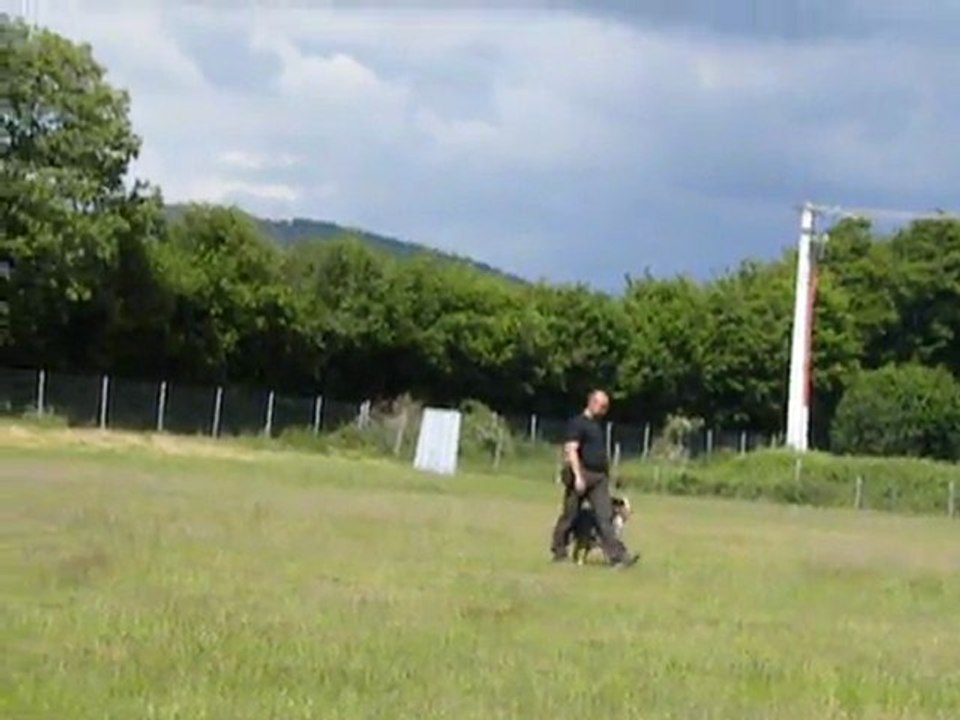 VIL COYOTE 110515