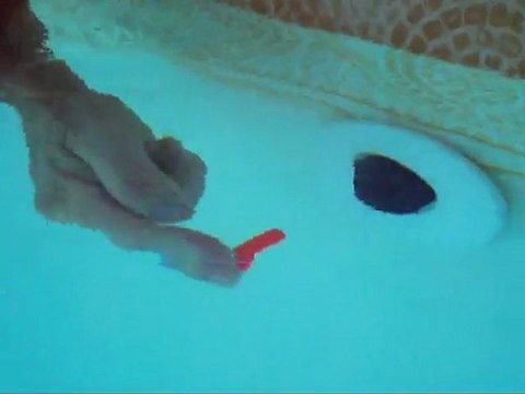 Détecteur de fuite dans piscine : Philandjer.com