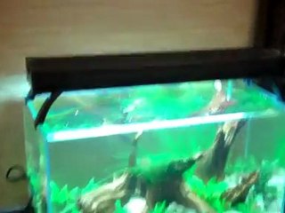 Great Deal at AGA Auction. Lissett (sp?) was super ...