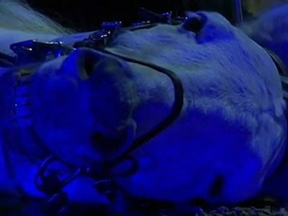 Symphonie Equestre à cheval sur la musique - 2/2 - Zycopolis Productions