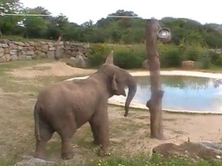 Elephant pont-scorff