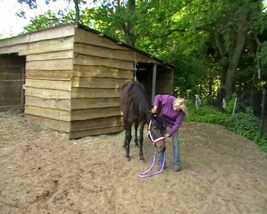 kentucky mountain saddle horse faeble
