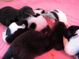 BB TEMPETE URICE DE LA NAISSANCE A 8 JRS