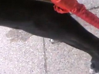 TVG-9 GREENPOLAND - Kleszcz Czyli Krwiopijca