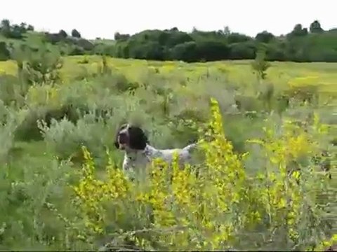 Kurzhaar Argos avyaban.com - ergo