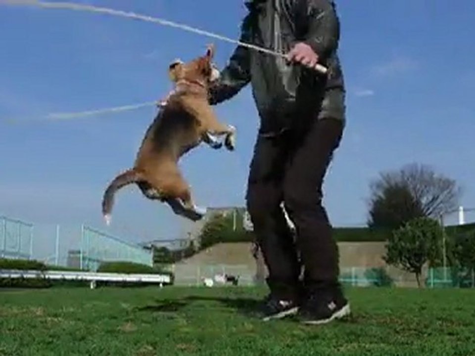 chien-corde-sauter