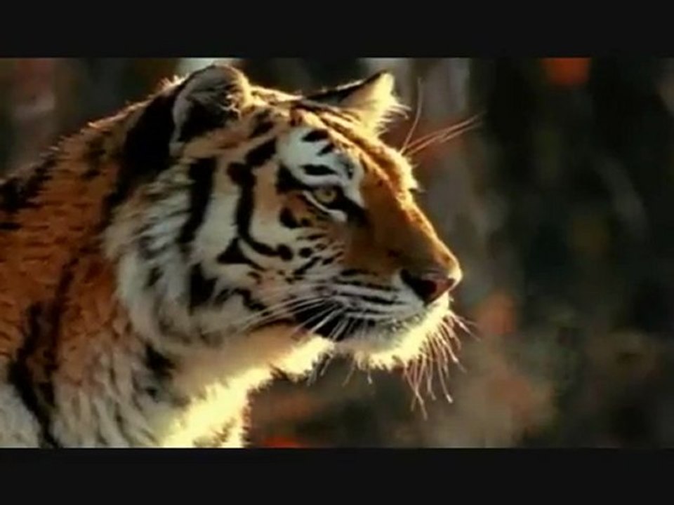 learn about animals