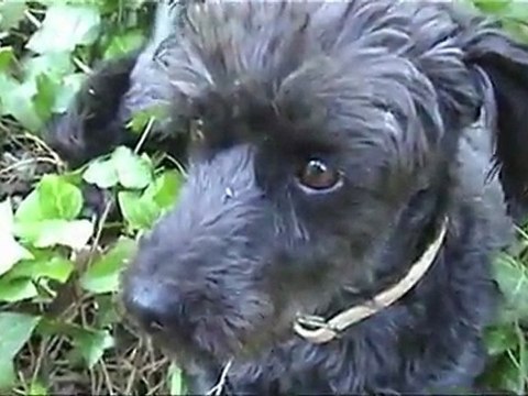 PEPSY- Casting JVSCAZ Saison #2