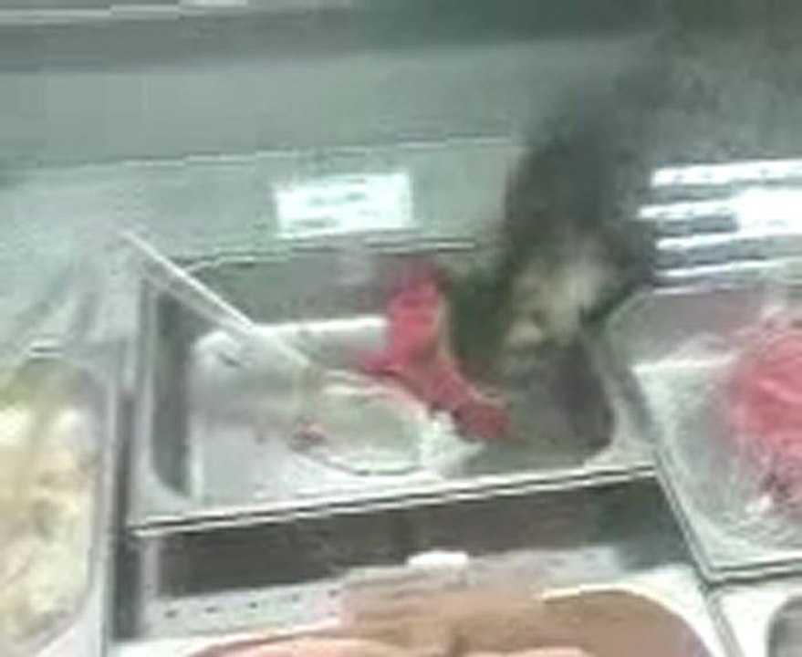 0310 - Self service pour ce petit chat
