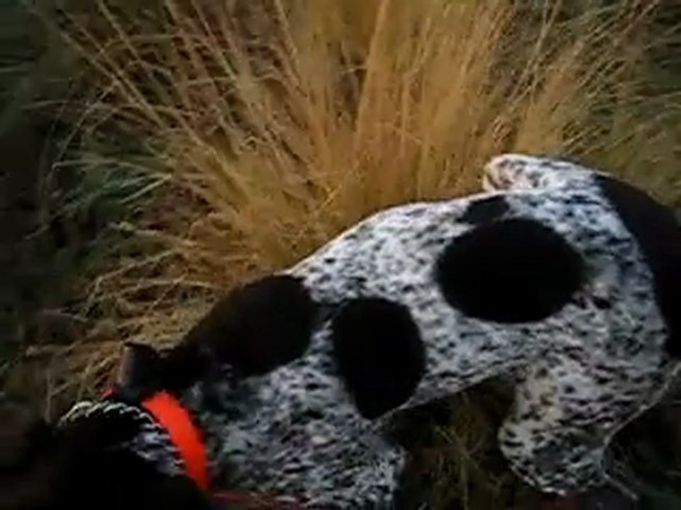 YouTube - Bird Launchers (Dogtra BL905)Training