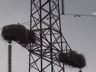 ''LEYLEK APARTMANI''