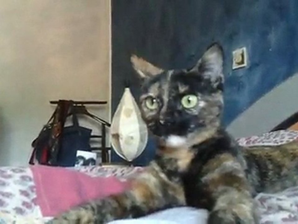 la connerie de mon chat ! XD