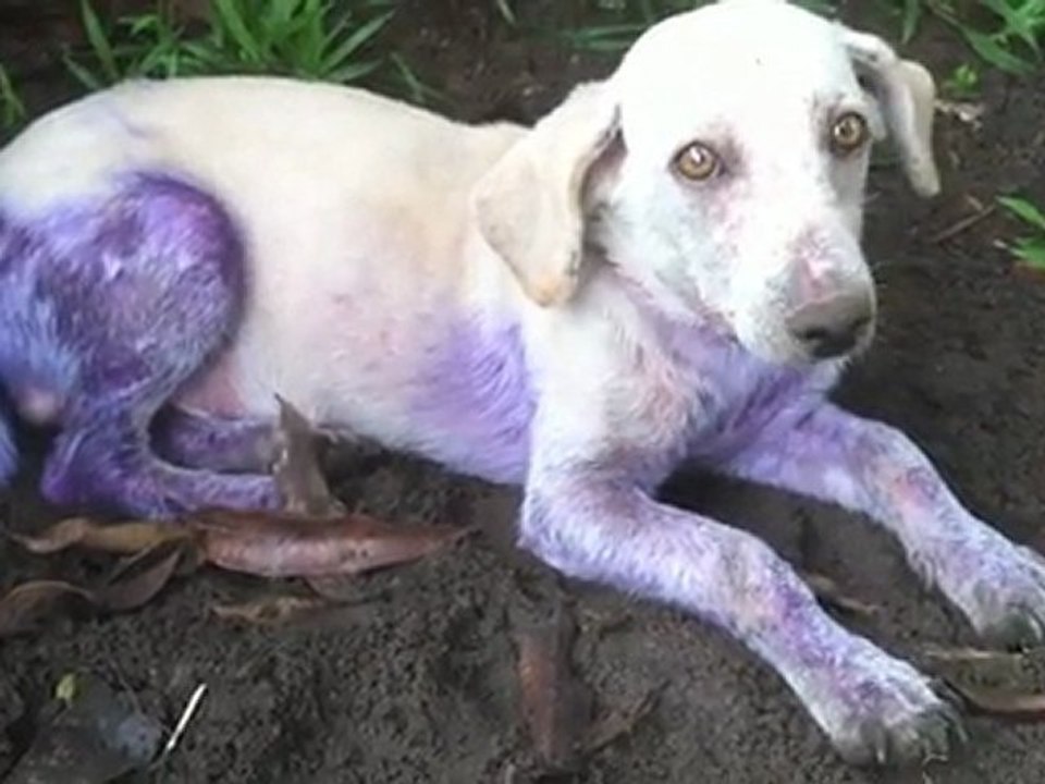 Chien violet à St. Laurent