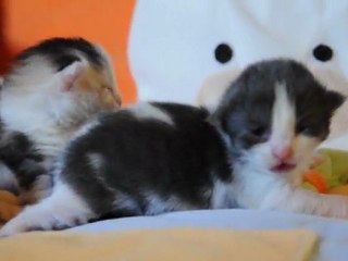 Portée 8 des Fées d'Avalon du 08/05/2011, Echo x Feragen, 9 jours