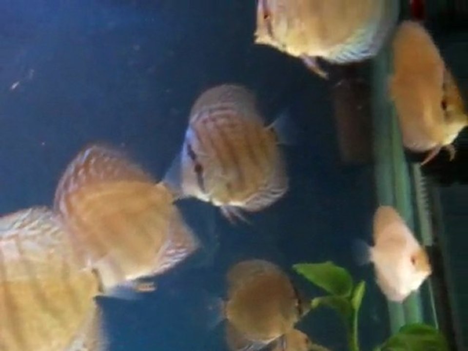 discus
