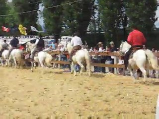 Camarguais du Vexin... Salut 1