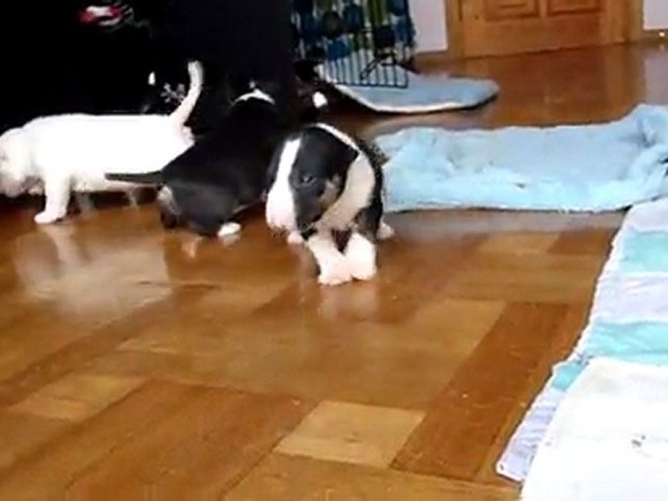 puppies 4weeks