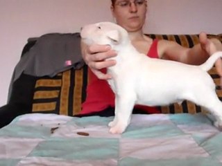 White Gentleman Overview