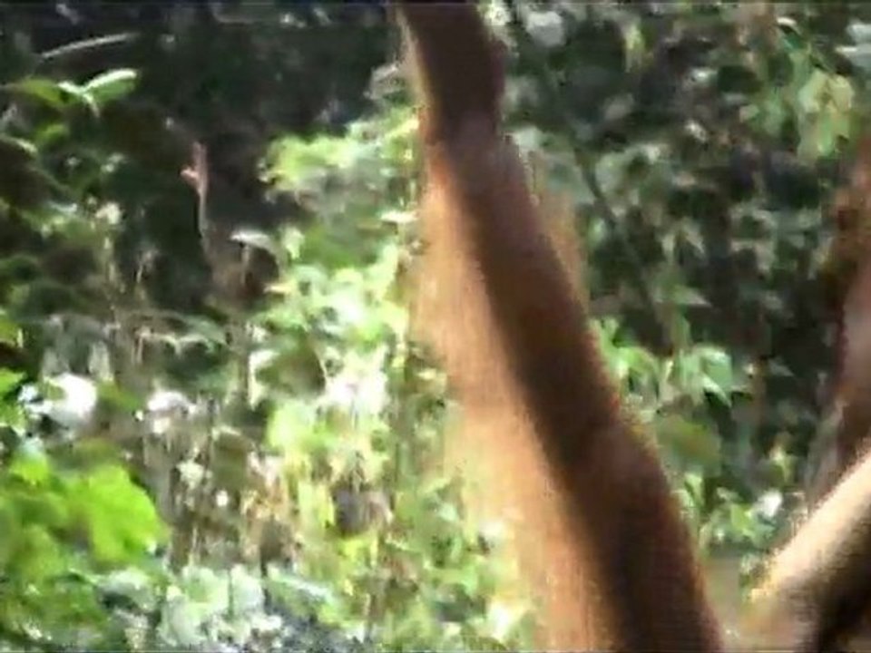 Orang & baby feeding_xvid.avi