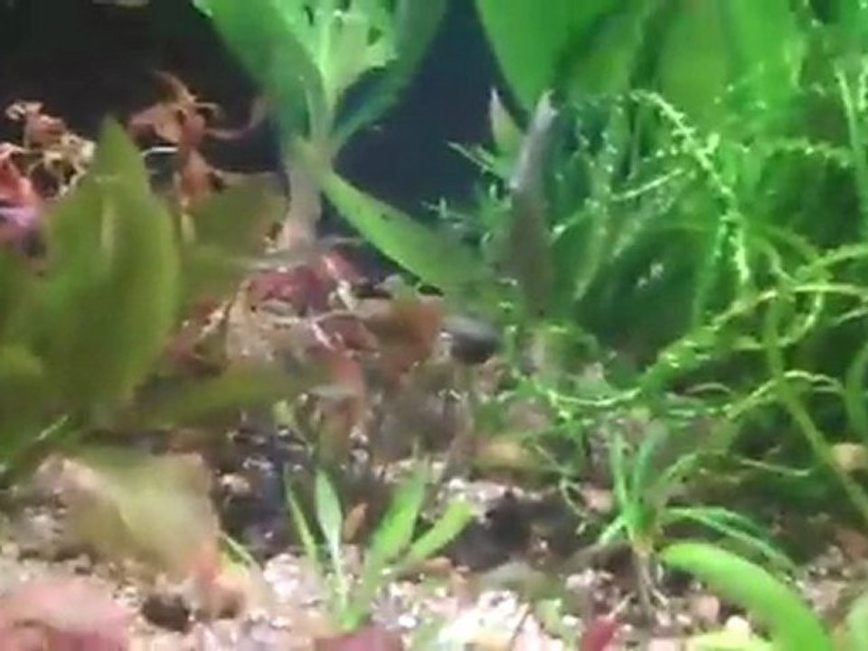 New plants Crypt Parva, I need your dirt convert tanks ...