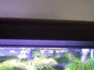 Millennium filter review. 55 gallon aquarium