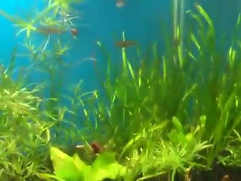 Half Dirt, Half no Dirt update. Why not use the dirt?