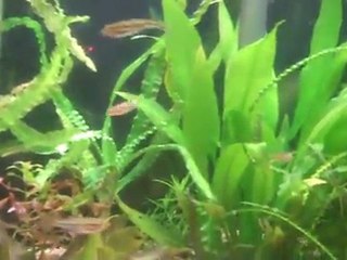 Water changes and Raising baby fish fry.