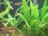 Water changes and Raising baby fish fry.