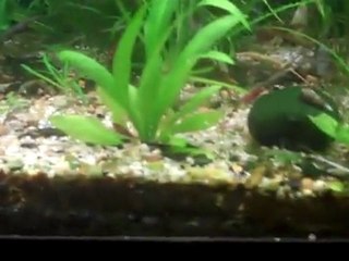 Flourite Substrate for a planted tank.