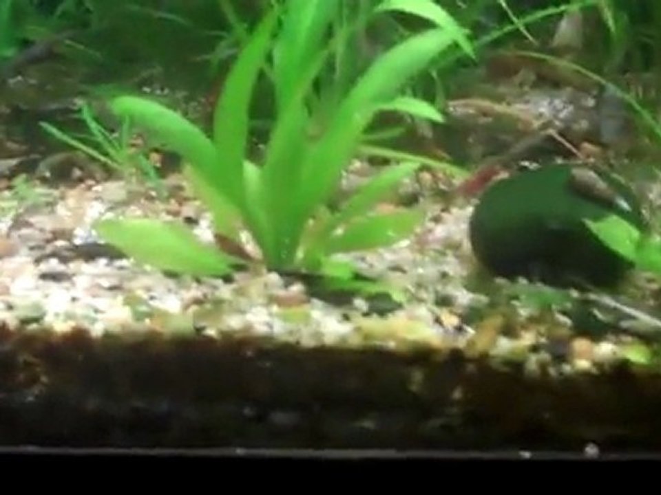 Flourite Substrate for a planted tank.