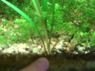 The reason to use dirt in your planted tank