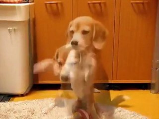 Beagle Learns To Catch With Paws