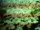 Cleaning out the duck weed on a 125 gallon fishtank. ...