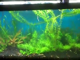 Balance in the planted tank part 2. Off balance with Iron
