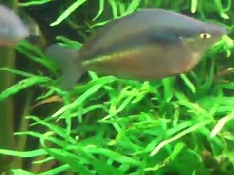 The 220 gallon planted tank.