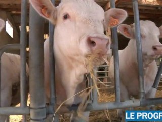 Sécheresse: les agriculteurs s'inquiétent