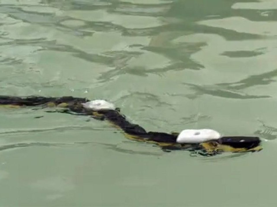 International Workshop on Bio-Inspired Robots - April 6 to 8, 2011