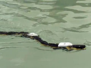 International Workshop on Bio-Inspired Robots - April 6 to 8, 2011