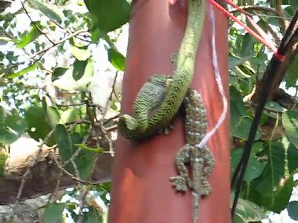Repas de serpent 1