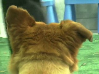 Le sort des chiens errants émeut les habitants de Bucarest